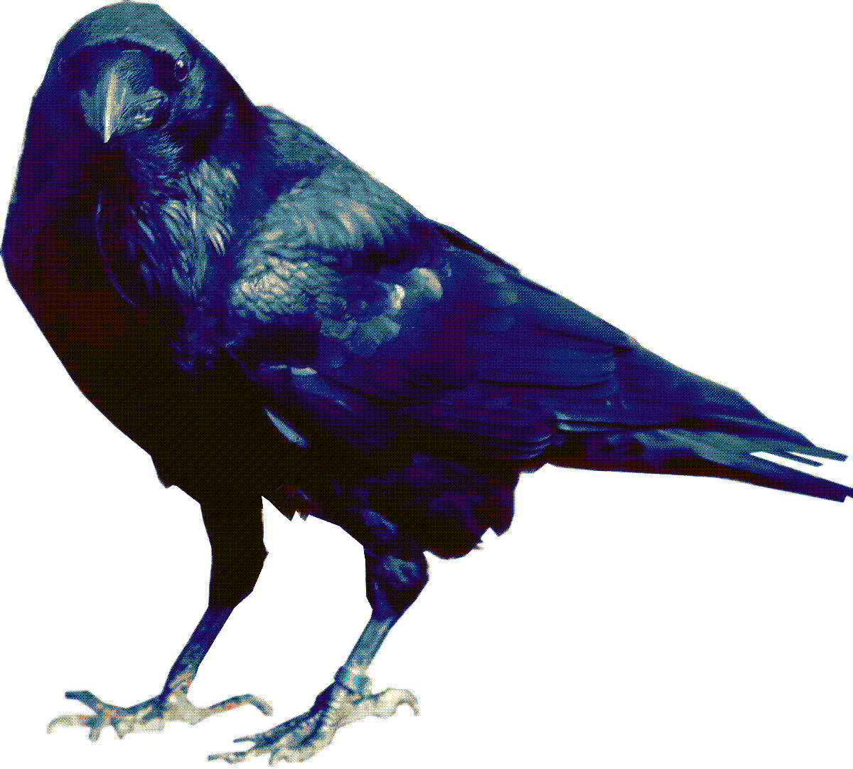 raventop